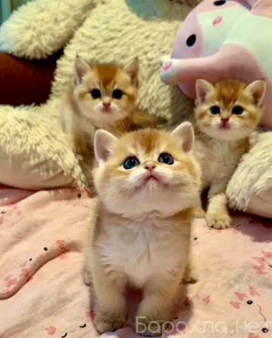 Продам: Котята золотая шиншилла