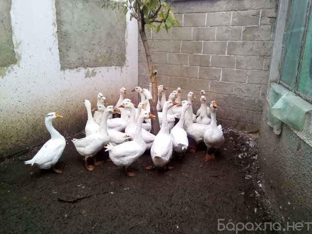 Продам: Гуси