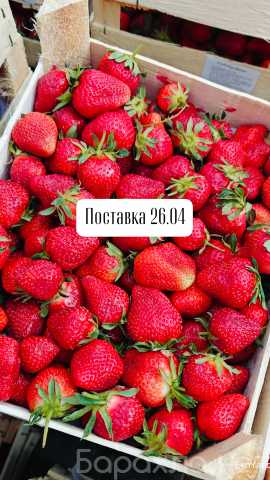Продам: Клубника 🍓 Киргизия