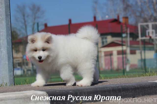 Продам: Самоед щенки.Медвежий тип