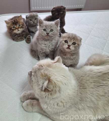Продам: Шотландские котята