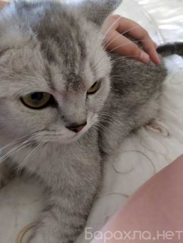 Продам: Котята шотландские