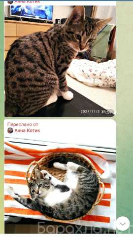 Отдам даром: Котята