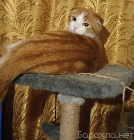 Продам: Вислоухий котенок