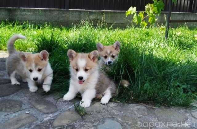 Продам: Щеночки Вельш-корги, корги. Вельш Корги