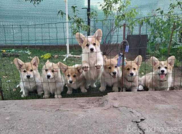 Продам: Щеночки Вельш-корги, корги. Вельш Корги