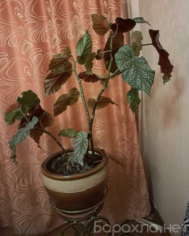 Продам: Бегония Коралловая