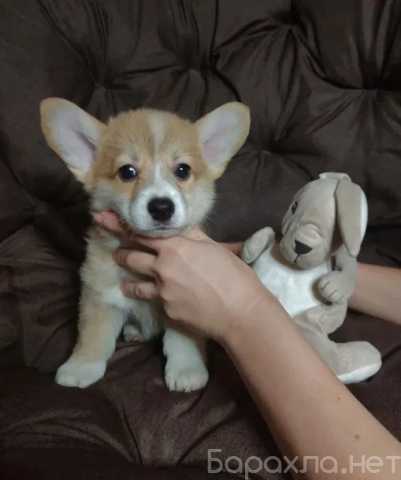 Продам: Щенки Вельш Корги. Щенки Корги