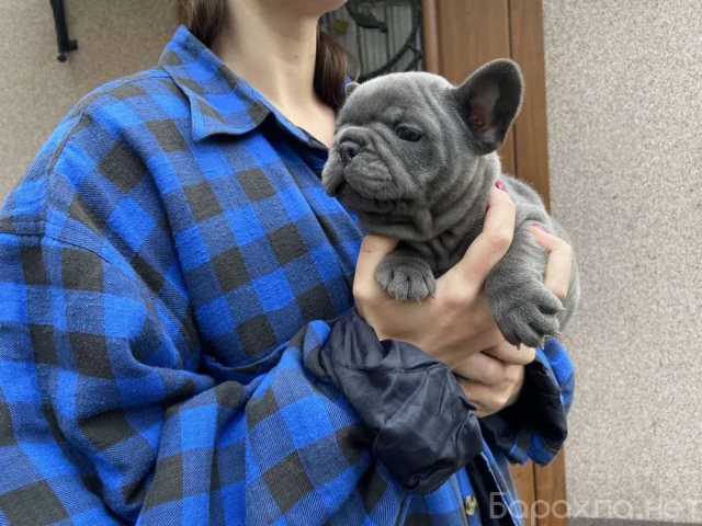 Продам: Щеночки Французского Бульдога