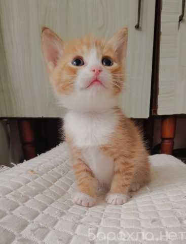 Отдам даром: Котята