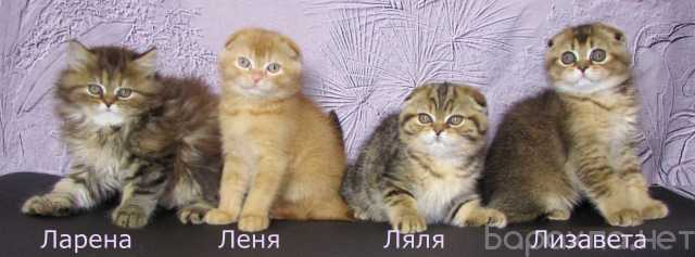 Продам: Шотландские котята