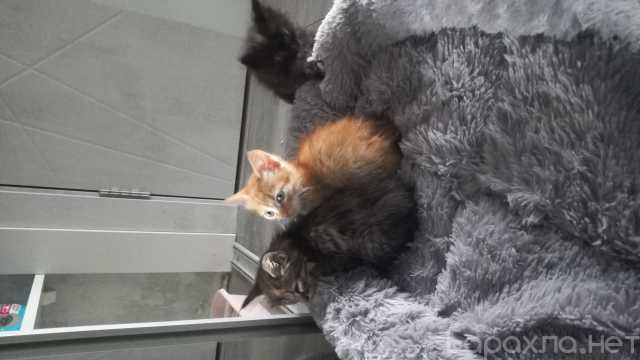 Отдам даром: Котята