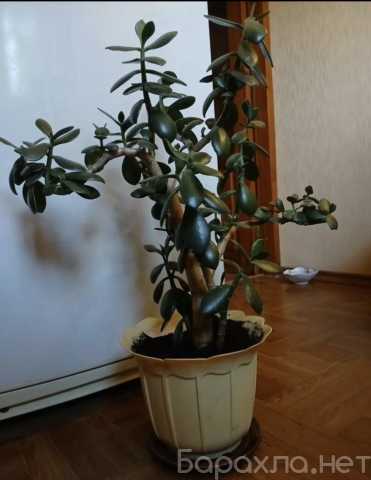Продам: Денежное дерево