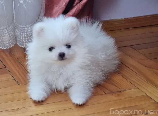 Продам: Щенки Шпиц.Щеночки Шпица