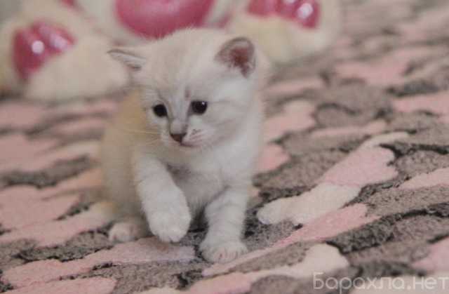 Продам: Тайский котенок мальчик короткошерстный