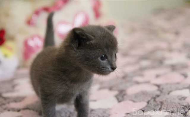Продам: Британский котенок (девочка) короткошёрс