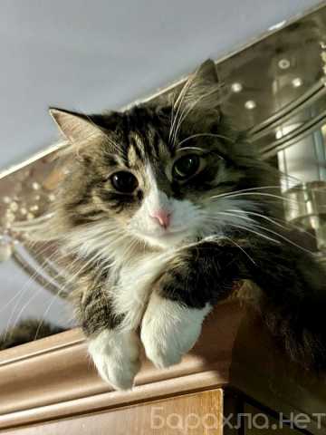 Отдам даром: Котик ищет дом! Пушуня!