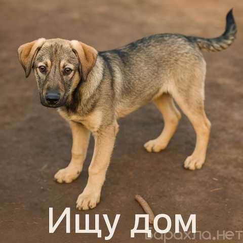 Отдам даром: Умный щенок в добрые руки