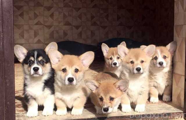 Продам: щенки Вельш Корги. Щенки Корги