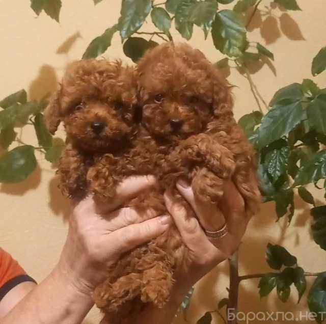 Продам: Щенки Той и Карликового Пуделя