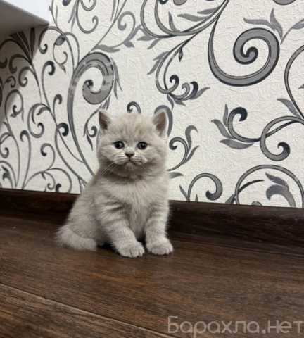 Продам: Британские котята(WhatsApp +79960447496)
