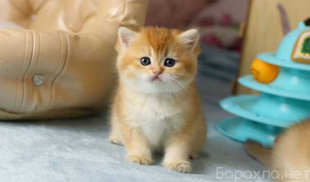Продам: Котята Шиншиллы(WhatsApp +79960447496)