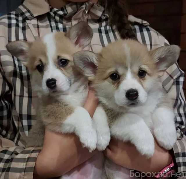 Продам: Щенки Вельш корги. Корги