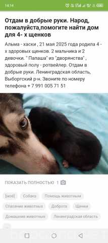 Отдам даром: Щенки 2 мальчика и 2 девочки