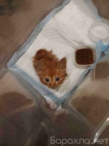 Отдам даром: Котята