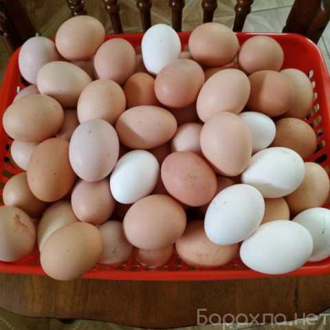 Продам: Яйцо куриное