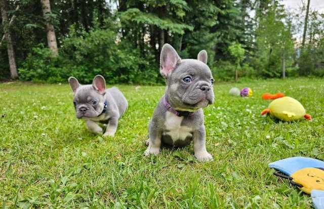 Продам: Adorable Frenchie puppies for sale