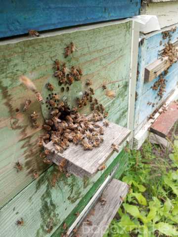 Продам: Пчёлы и ульи