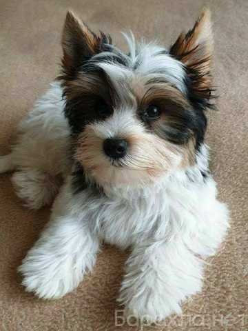 Продам: Yorkie puppies for adoption