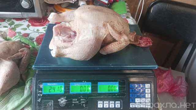 Продам: Тушки бройлеров