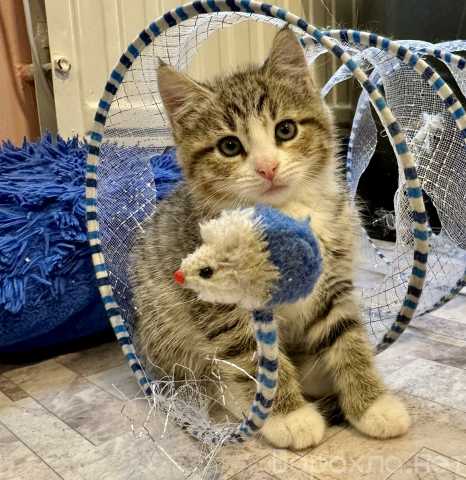 Отдам даром: Котик ищет дом! Чижик!