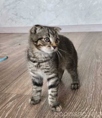 Отдам даром: Котенок мальчик Вислоушик