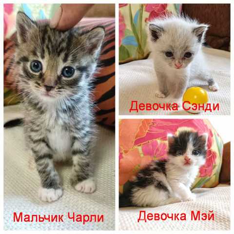 Отдам даром: Крошечки-котята, мальчик и девочки