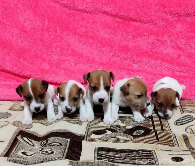 Продам: Щенки Джек Рассел Привиты