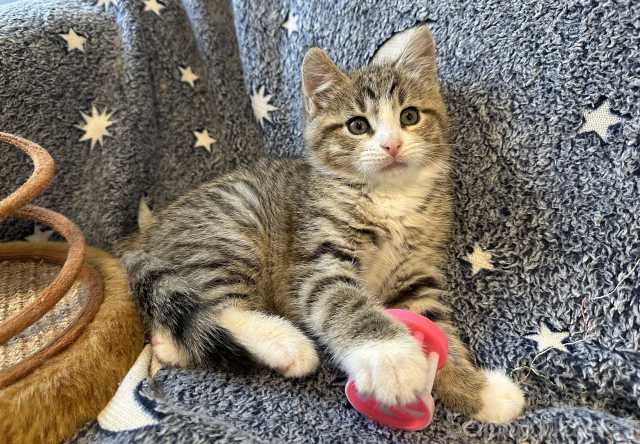 Отдам даром: Котик Чижик ищет дом, 2 месяца