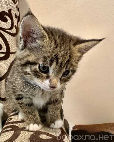 Отдам даром: Котенок девочка Мила, 1,5 месяца