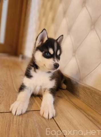 Продам: Щенки Хаски 2.5мес.Привиты