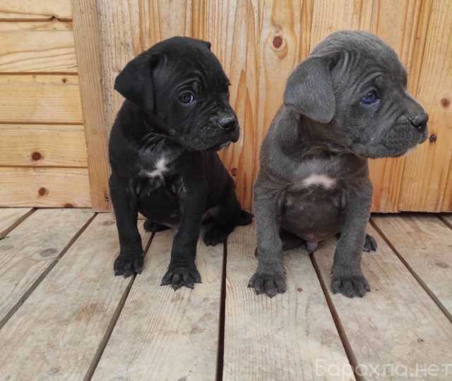 Продам: щенки Кане-Корсо.Щеночки Кане Корсо