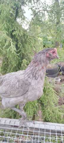 Продам: Куры несушки. Петушки