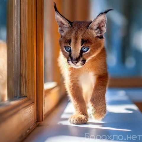 Продам: Caracal Kittens WhatsApp: +27842597191