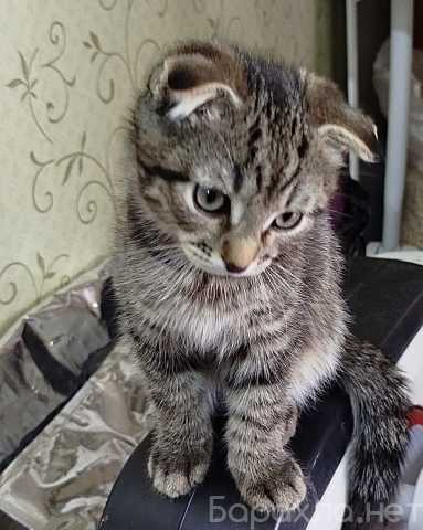 Отдам даром: Котик Вислоушик ищет дом, 2,5 месяца