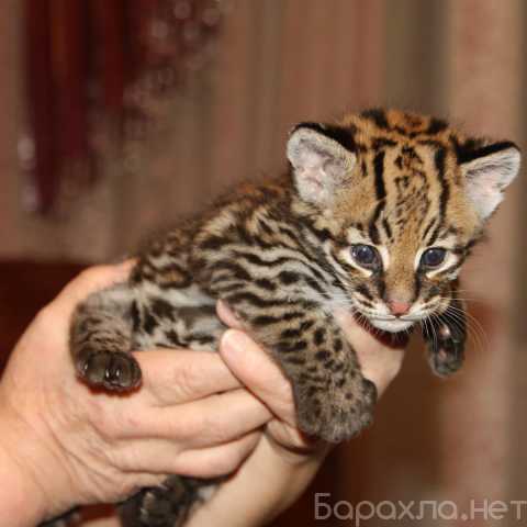 Продам: Ocelot Kittens WhatsApp: +27842597191 (П