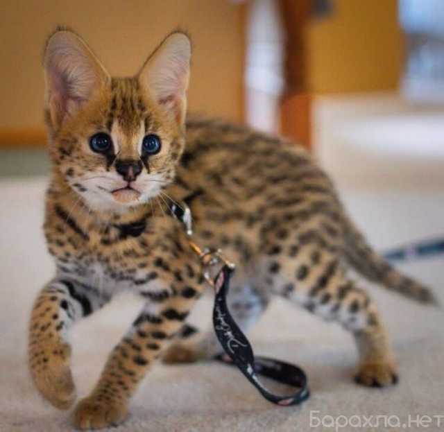Продам: African Serval Kittens +27842597191