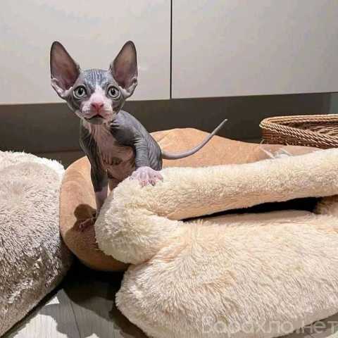 Продам: Sphynx Kittens