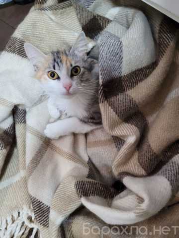 Отдам даром: Кошка Трис ищет семью