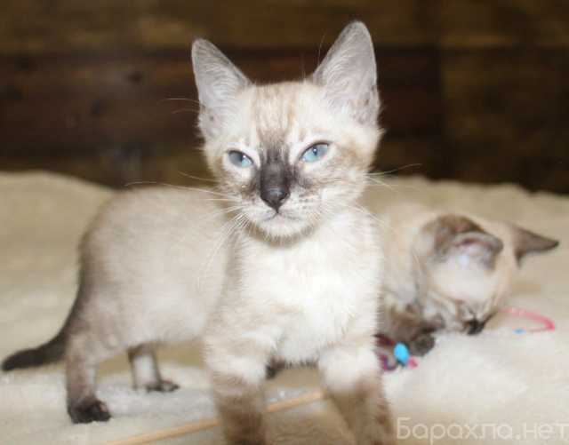 Продам: Snow/Silver/Charcoal/Brown Bengal Kitten